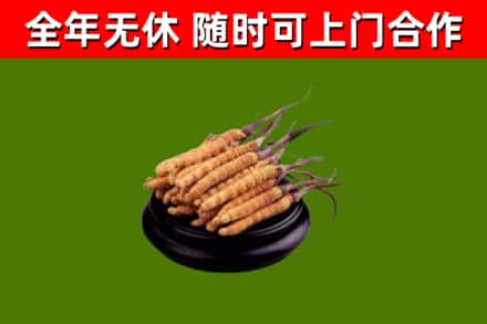 广陵烟酒回收冬虫夏草.jpg